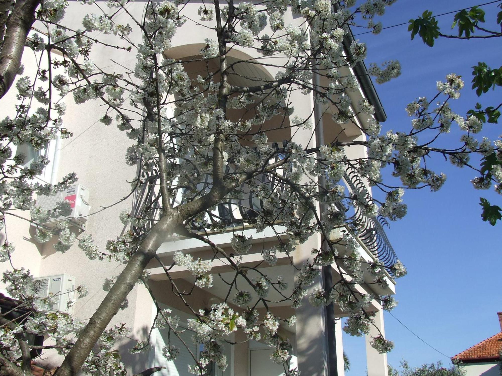 Villa Dalmatia Zadar Phòng bức ảnh
